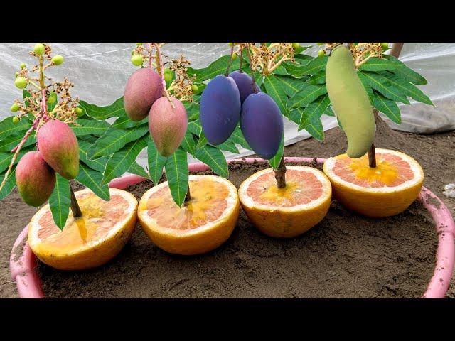 Simple Method Growing Mango Trees With Eggs | Easy Way Grow Mango Trees Using Natural Hormone