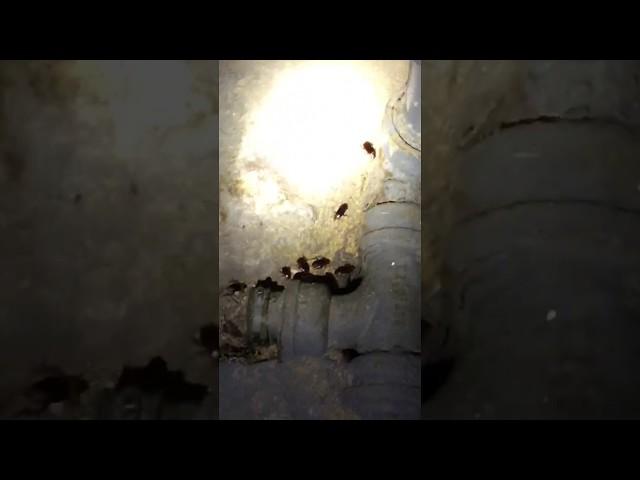 Roaches in the Pipes | Rest Easy Pest Control Glen Cove, New York