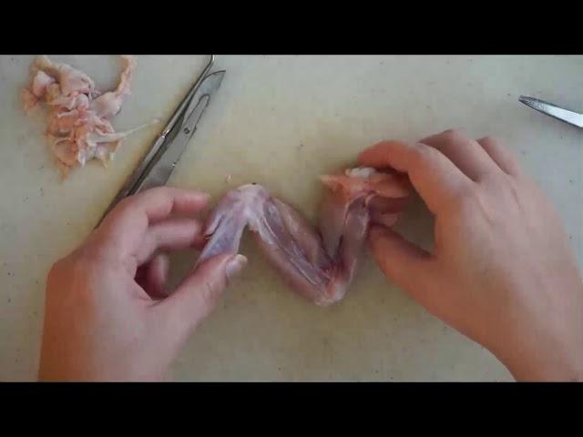 Chicken Wing Dissection for Skeletal & Muscular Systems