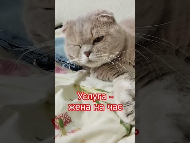 Услуга жена на час  #cat #озвучка #юмор