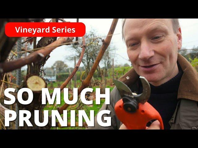 How to Prune Your Old Vines Without Chopping your Fingers Off