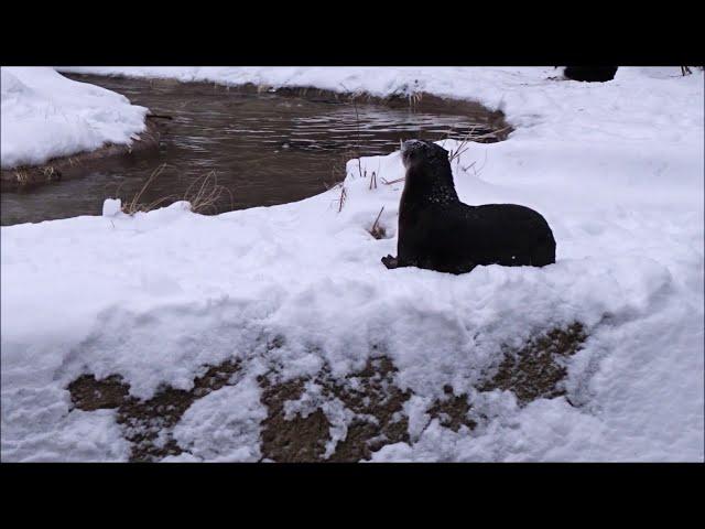 Otters playing in the snow