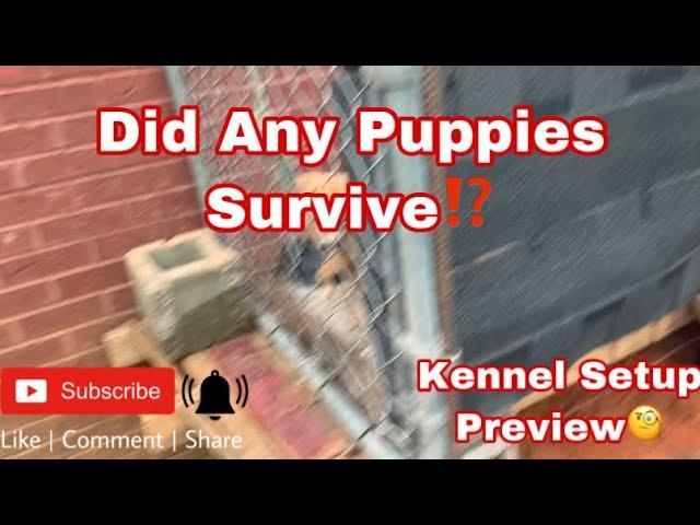 Did Parvo Kill All My Puppies??