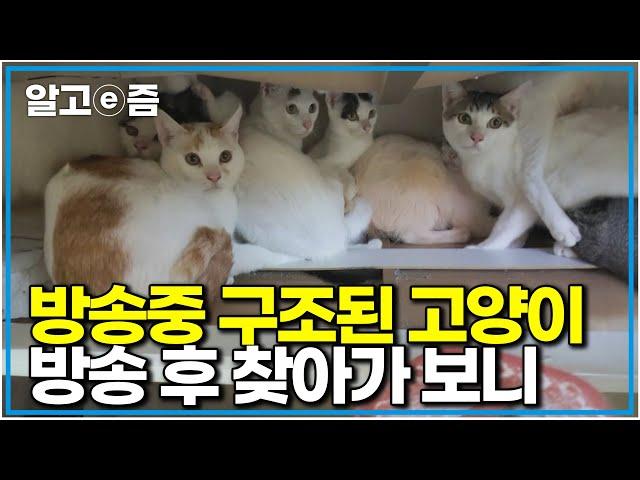더럽고 좁은 원룸에 충격적인 모습으로 버려져있던 20마리 고양이들…방송 후 어떻게 살고 있을까?｜고양이를 부탁해｜알고e즘