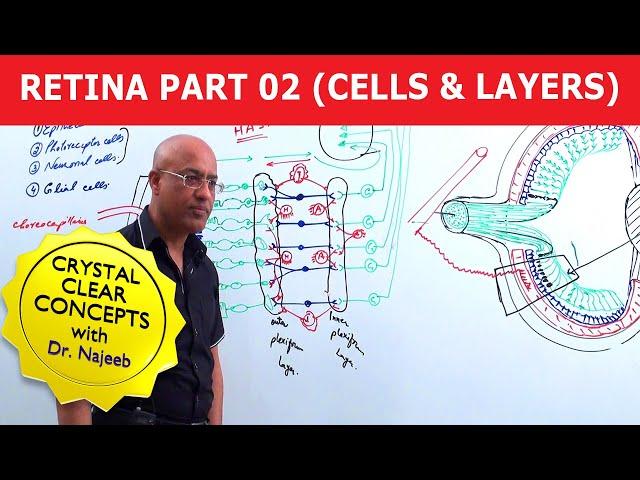Retina | Cells and Layers | Part 2