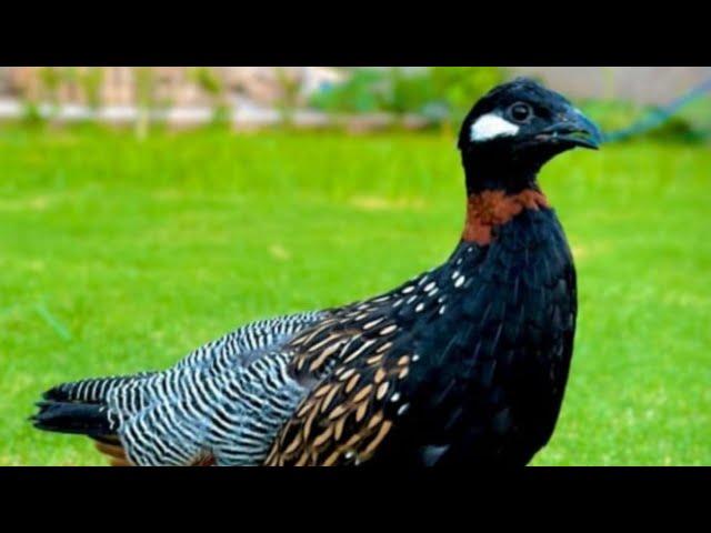 Kala teetar | teetar ki awaz | abdalin kala teetar