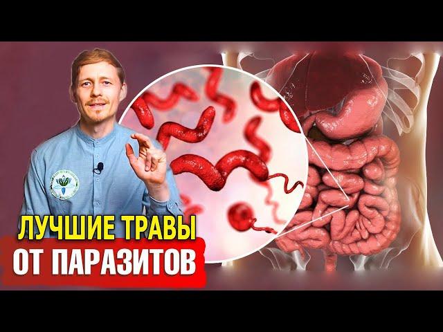 Натуральная чистка от паразитов. Лучшие травы от паразитов. Как избавиться от паразитов.