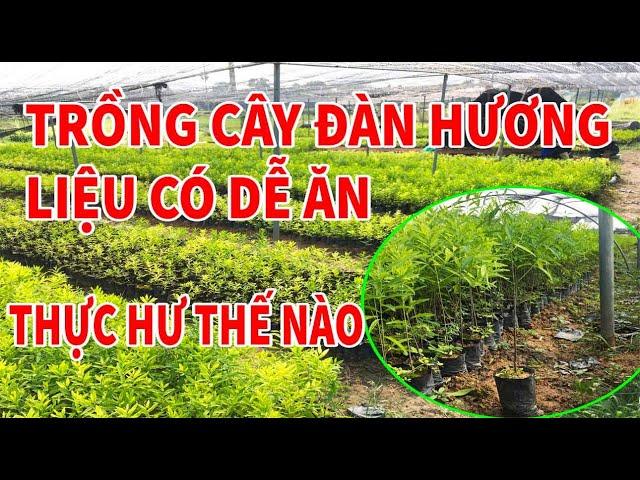 Cảnh tỉnh trồng cây Đàn Hương có thực sự dễ ăn | Vỡ mộng tiền tỷ 0946 301 497