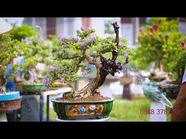 Thọ Bonsai - Số 356 ĐÃ BÁN - Linh Sam Khai Thác Độc Đẹp Nghệ Thuật