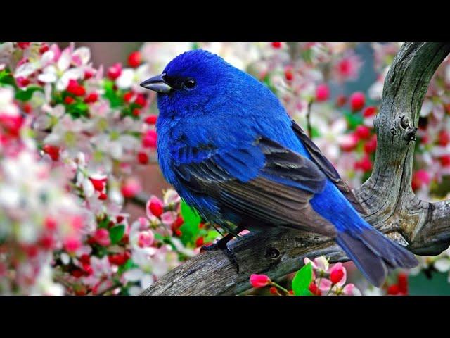 Relaxing Music Soothes The Heart With Birds - Relax Your Mind, Relieve Stress After A Working Day