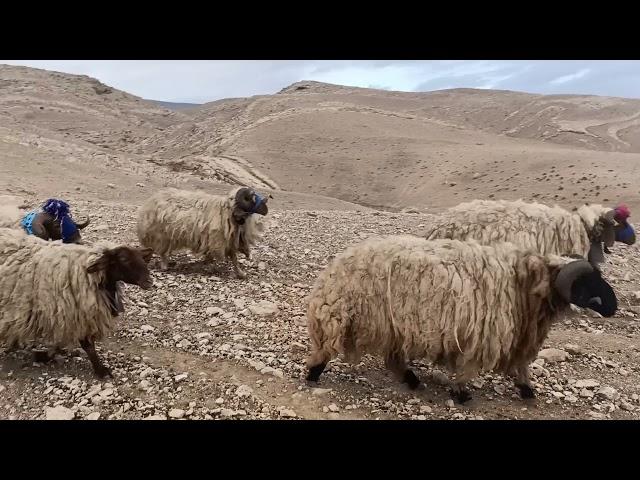 الأغنام مرياع مراييع الغنم صوت اجراس sheep shingall Folklore Iraq