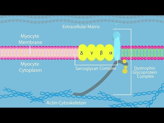 Limb-Girdle Muscular Dystrophy: Which Gene Causes Which LGMD?