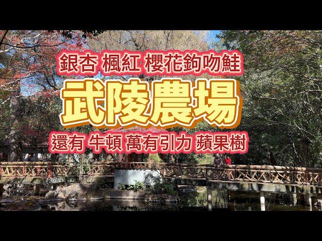 [台灣必訪景點] 秋天武陵農場 有歐洲風 也有日本風 是賞銀杏楓紅好時機  |  天氣好到難以置信 可以看到雪山ㄟ  | 牛頓發現萬有引力的蘋果樹竟然來台灣20年了  |