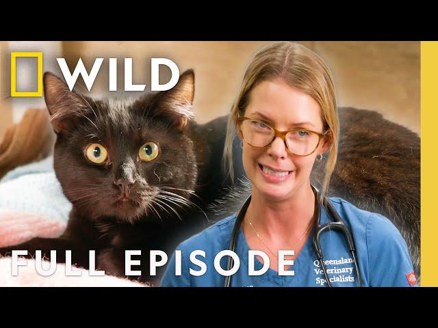 Caturday (Full Episode) | Operation Pet Rescue | Nat Geo Animals