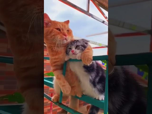 Funny animals 2023- Funny cats and dogs videos  P-15 #shorts #funnycats2023 #nocatnolife