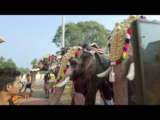 Elephants getting ready @ Kunissery Ayyappan Vilakku