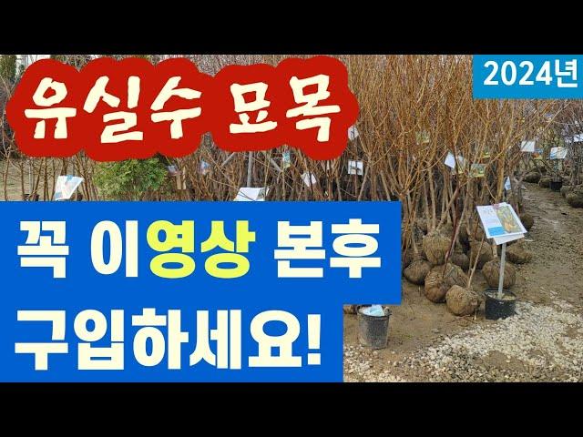 유실수 묘목 - 꼭 이영상 본후 구입하세요!