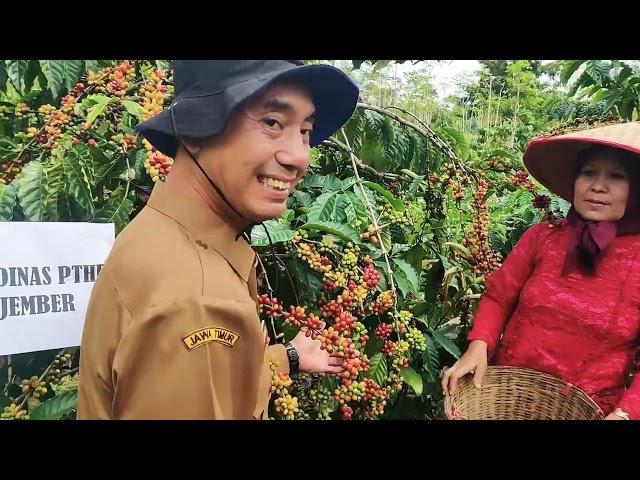 KOPI MILO JEMBER