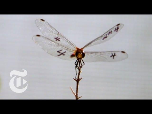 How a Dragonfly Hunts - ScienceTake | The New York Times