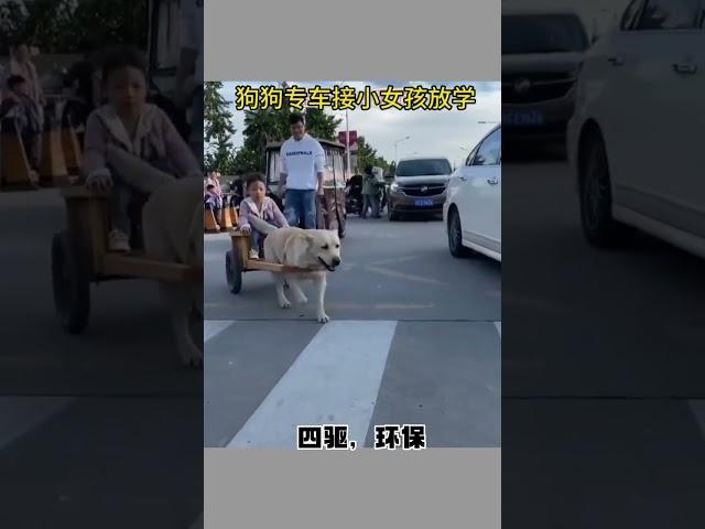 cute dog, pick up girl after school