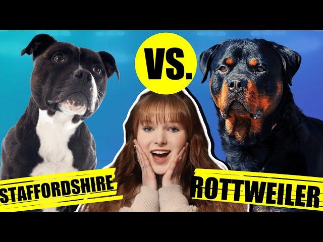 STAFFORDSHIRE BULL TERRIER VS ROTTWEILER