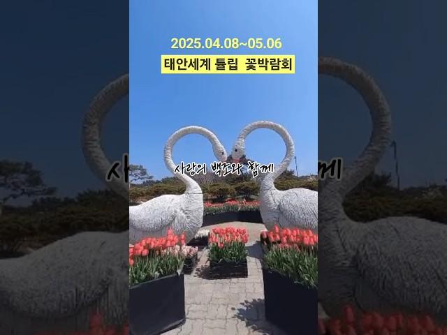 2025 태안 세계튤립 꽃 박람회 #여행 #travel  #태안가볼만한곳 #코리아플라워파크 #Taean #태안세계튤립꽃박람회 #태안여행