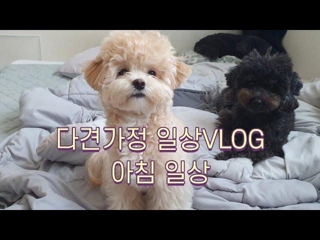 강아지 세마리 키우는집 아침일상[다견가정 VLOG]