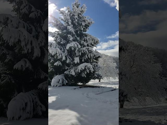 View from my front door on a December morning in West Virginia.