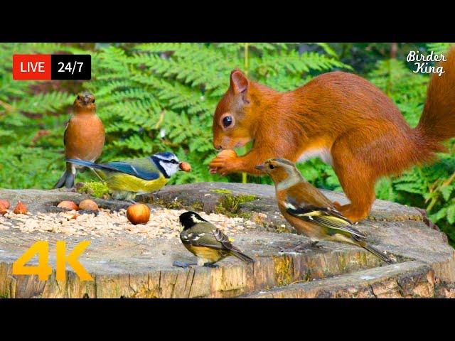  24/7 LIVE: Cat TV for Cats to Watch  Eye-catching Birds and Red Squirrels 4K HDR