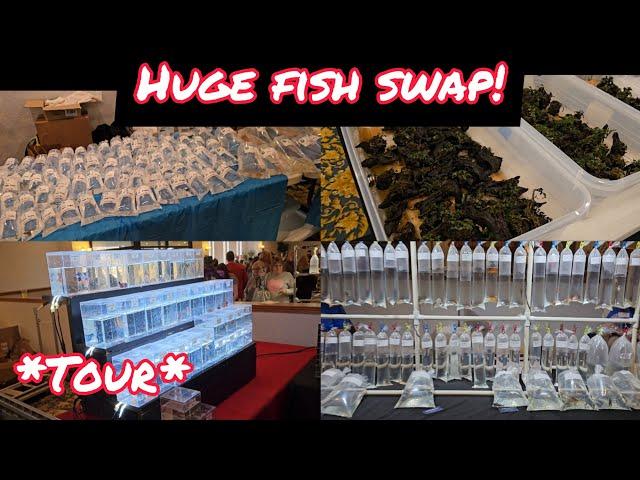 SHOPPING FOR RARE EXOTIC FISH AT HUGE FISH SWAP!  BIGGEST IN THE MID-WEST! *TOUR*