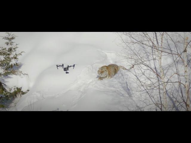 Drone & Tigers  by Dizifilms.ca