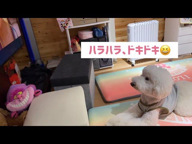 テレビ大好き！ディズニー大好きのレンが見たがっていた映画