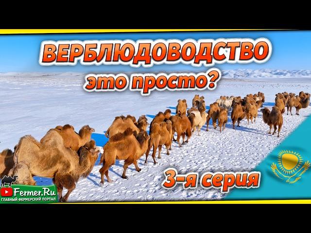 Большое интервью с учёными о типах верблюдов, племенной работе, верблюжьей шерсти. Баймуканов Д.А.