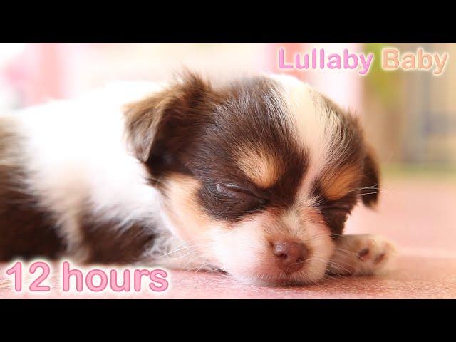  12 HOURS  Puppy Sleeping Music   RELAXING MUSIC  Sleep music for dogs  Calm Dog