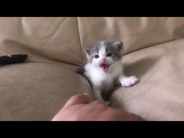 Cutest angry kitten in the world