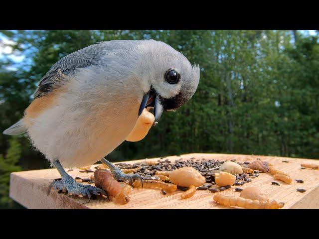 Meet Chirpie: The Adorable Tufted Titmouse!
