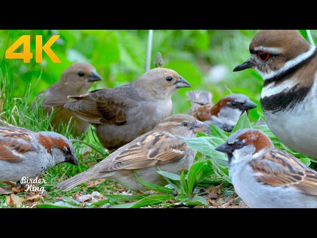 Cat TV Birds  Relax My Cat Killdeers, Sparrows, Pigeons, and Ducks(4K UHD)