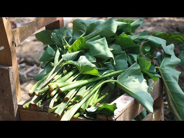 Cooking Taro | Colocasia Leaves Bangla Ranna Recipe | How To Cook Laing