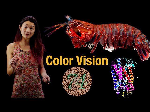 Color vision | Rod and cone cells in the retina