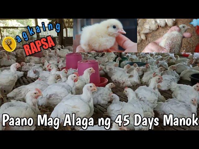 PAANO MAG ALAGA NG 45 DAYS MANOK | HOW TO RAISE BROILER CHICKEN | STEP BY STEP | PART 1