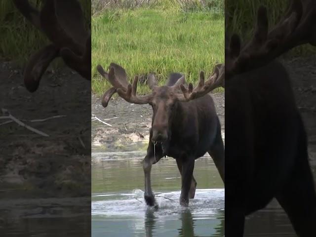 Moose: Underwater Deer  #animals #interestingfacts #nature
