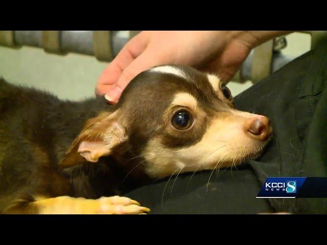 Good Samaritan rescues emaciated dog thrown in dumpster