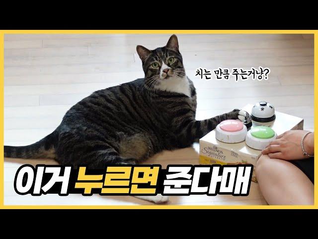 길고양이는 개인기를 못한다고요?(까망베르실버쿠키TV)