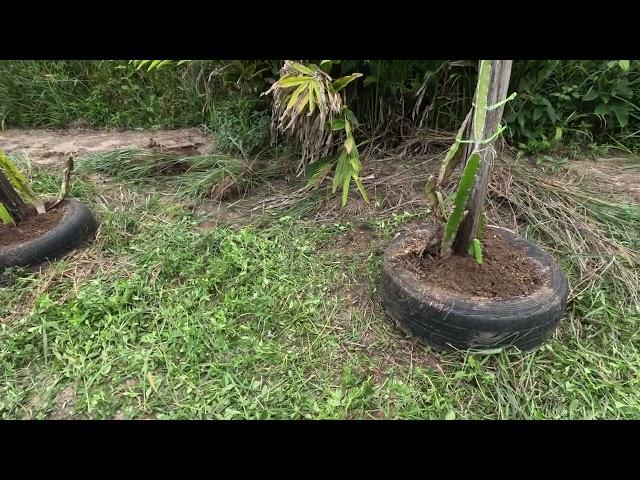 What NOT to do! Dragon fruit failures and successes!