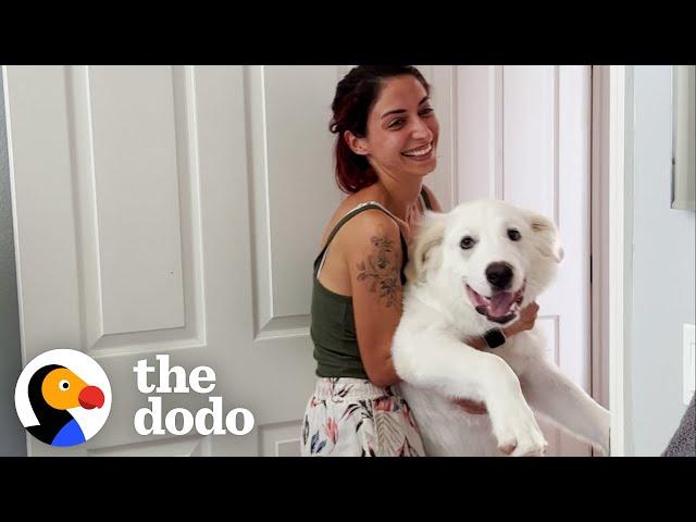 Woman's Rescue Dog Doesn't Know How Big He Is | The Dodo