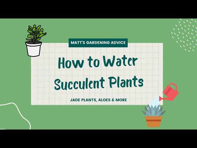 How to Water Succulents (Jades, Aloes, & More!)