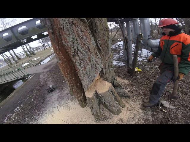 wycinka drzewa o obwodzie 3.8 m Kępno / difficult felling of a large tree