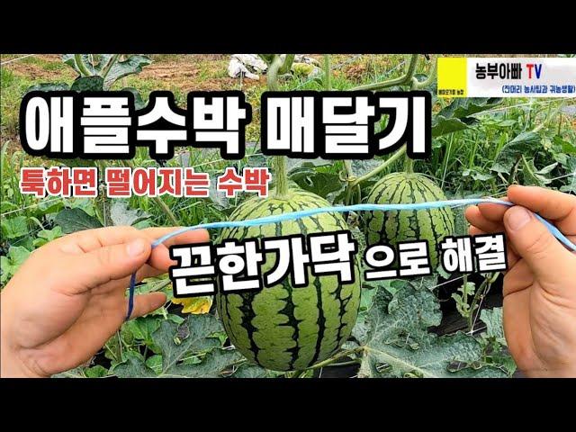 애플수박 매달기 끈한가닥으로  해결 될까?