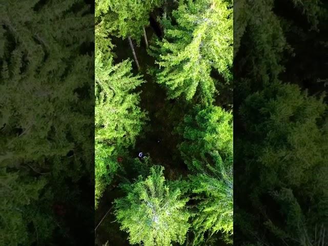 What my Drone see  #ziedproduction #shortsyoutube #austria #النمسا #österreich #shorts #forest