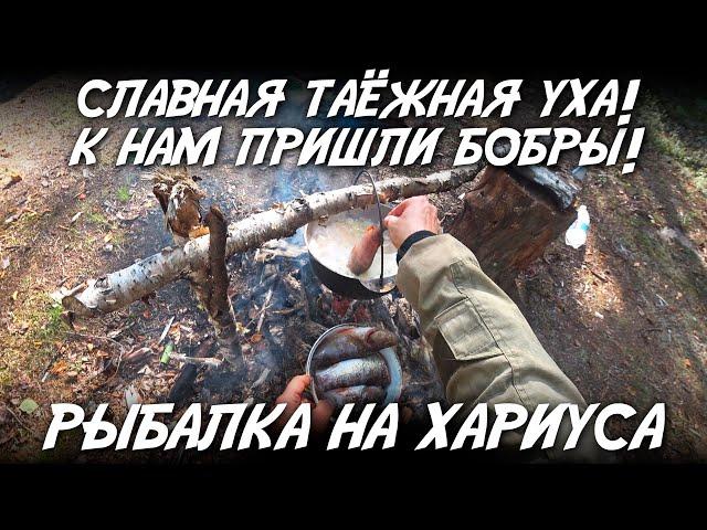 Славная таежная уха / К нам пришли бобры / Рыбалка на хариуса